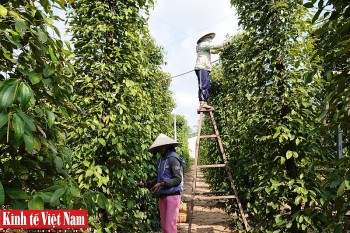 Giá tiêu hôm nay 24/4/2024: Gia Lai và Đắk Nông tăng 500 đồng/kg