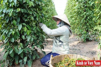 Giá tiêu hôm nay 17/5/2024: Tăng “bốc đầu” tới 8.000 đồng/kg, Đắk Nông lên mức cao chót vót 113.000 đồng/kg