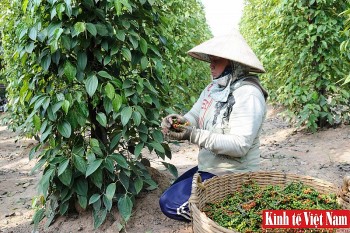 Giá tiêu hôm nay  12/5/2024: Bật tăng trở lại, Đắk Lắk và Bà Rịa – Vũng Tàu cao nhất 103.000 đồng/kg
