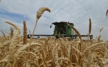 Chứng khoán Mỹ đảo chiều tăng, giá nông sản diễn biến trái chiều