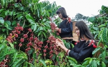 Giá cà phê mới nhất ngày 30/9/2023: Thị trường trong nước giao động 66.000 - 66.800 đồng/kg