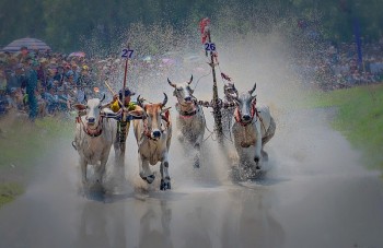 An Giang: Về Bảy Núi xem “bí quyết” tăng lực cho bò chiến