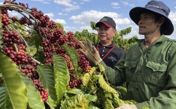 Giá cà phê mới nhất ngày 1/10/2023: Thị trường trong nước cao nhất 66.700 đồng/kg