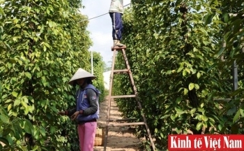 Giá tiêu hôm nay 30/11/2023: Ngày thứ ba tăng liên tiếp từ 500 - 1.000 đồng/kg