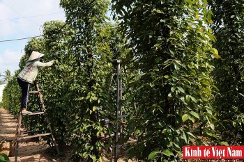 Giá tiêu hôm nay 19/5/2024: Đồng loạt chững lại, cao nhất 111.000 đồng/kg