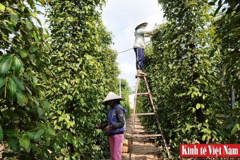 Giá tiêu hôm nay 26/4/2024: Đắk Nông, Bà Rịa – Vùng Tàu giảm 500 đồng/kg