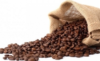 Giá cà phê mới nhất ngày 2/10/2023: Thị trường trong nước ổn định