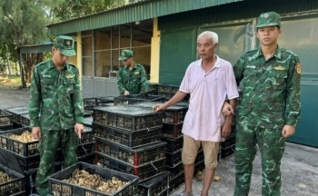 Quảng Ninh: Thu giữ gần 18.000 con gà giống nhập lậu