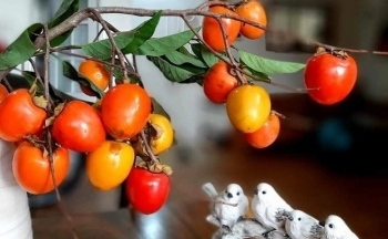Thú chơi cành quả độc lạ hút khách mùa thu