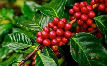 Giá cà phê mới nhất ngày 3/10/2023: Thị trường trong nước tiếp tục ổn định