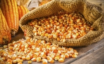 Giá ngô và lúa mì bật tăng mạnh trở lại trong phiên đầu tuần