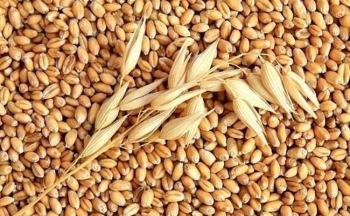 Giá lúa mì tăng mạnh chấm dứt chuỗi ba phiên liên tiếp suy yếu