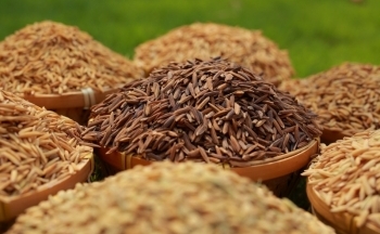 Ủy ban Chứng khoán Nhà nước phạt nặng gạo Trung An, cổ phiếu TAR mất ngay trăm tỷ vốn hóa