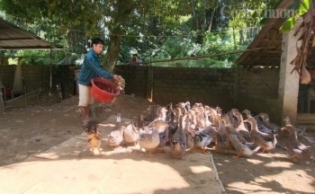 Thanh Hóa: Thương hiệu vịt Cổ Lũng giúp người dân vùng Bá Thước nâng cao thu nhập