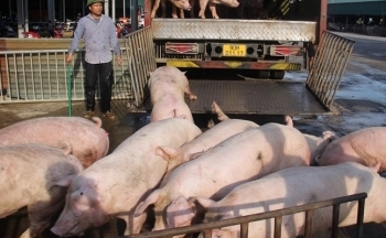 Giá thịt lợn hơi lại ‘chạm đáy’, người chăn nuôi thua lỗ