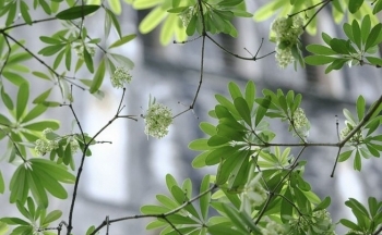 Thời tiết chiều nay 5/10/2023: Bắc Bộ nắng nóng, Nam Bộ giảm mưa