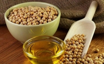 Đậu tương hồi phục trong sắc xanh, dầu đậu tương tiếp tục suy yếu