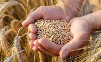 Giá nông sản bật tăng mạnh do lo ngại về El Nino ở Nam bán cầu