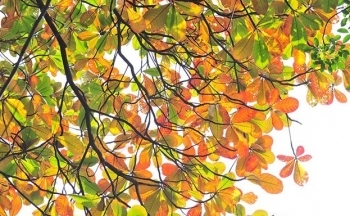 Thời tiết chiều nay 6/10/2023: Bắc Bộ nắng nóng, Nam Bộ chiều tối có mưa