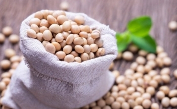 Giá đậu tương duy trì đà tăng, thành phẩm đậu tương diễn biến trái chiều