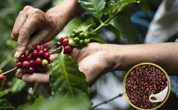 Giá cà phê mới nhất ngày 6/10/2023: Thị trường trong nước giảm sâu về mốc 64.400 đồng/kg
