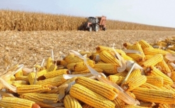 Giá ngô bật tăng nhảy vọt