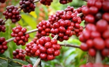 Giá cà phê mới nhất ngày 7/10/2023: Thị trường trong nước ổn định