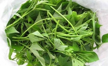 Vì sao những loại rau này được gọi là rau trường thọ?