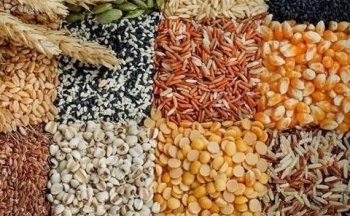 Vận chuyển ngũ cốc của Mỹ đối mặt với nhiều rủi ro dù khối lượng gia tăng trong quý 4