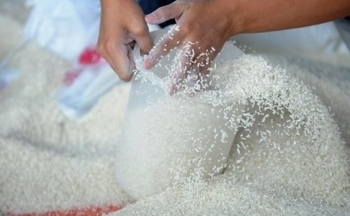 Giá gạo Ấn Độ giảm do tác động từ các mức thuế gần đây