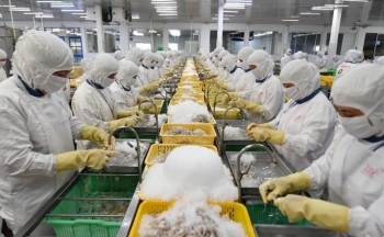 Xuất khẩu tôm, cá tăng tốc đón ‘mùa vàng’ tỷ USD