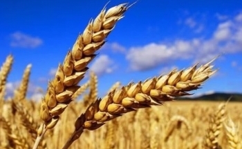 Sắc xanh phủ kín bảng giá nông sản, dầu thô gapup khi mở cửa