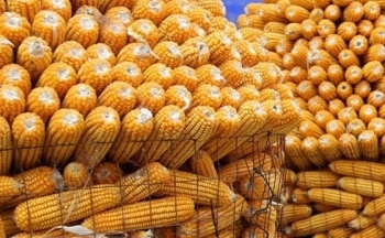 Hạn hán nghiêm trọng đe dọa xuất khẩu ngô tại phía bắc Brazil