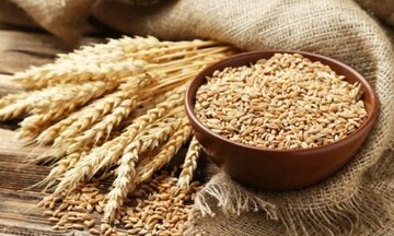 Giá lúa mì nối tiếp đà tăng trước lo ngại về nguồn cung tại Argentina