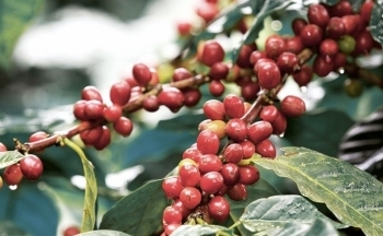 Giá cà phê mới nhất ngày 10/10/2023: Thị trường cà phê trong nước ổn định