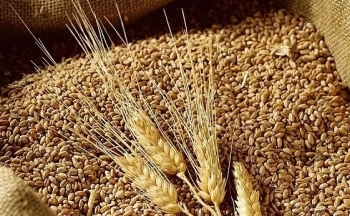Giá lúa mì quay đầu lao dốc vì triển vọng từ nguồn cung