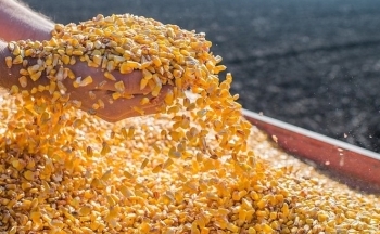 Ngô là mặt hàng nông sản duy nhất đóng cửa trong sắc xanh