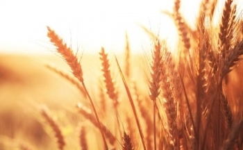 Sản lượng lúa mì niên vụ 23/24 của Argentina dự báo đạt 14,3 triệu tấn