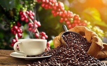 Giá cà phê mới nhất ngày 14/10/2023: Thị trường trong nước cao nhất 63.400 đồng/kg