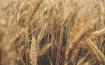 Lúa mì tiếp tục tăng mạnh trước lo ngại về triển vọng nguồn cung