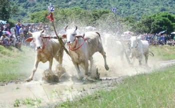 TRỰC TIẾP: Hội đua bò Bảy Núi tranh Cúp Truyền hình An Giang lần thứ 28