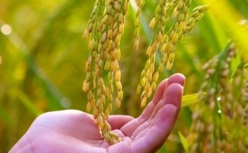 Giá gạo xuất khẩu của Việt Nam tăng, dự báo không dưới 650 USD/tấn