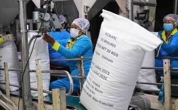 Giá gạo xuất khẩu tăng sau thông tin Indonesia mua thêm dự trữ