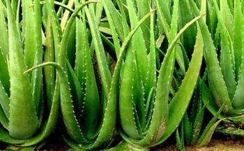 Tác dụng tuyệt vời của nha đam trong chăm sóc sắc đẹp