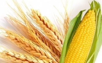 Giá ngô và giá lúa mì thế giới nối dài đà khởi sắc