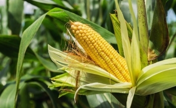 Giá lúa mì quay đầu suy yếu trước áp lực từ triển vọng nguồn cung