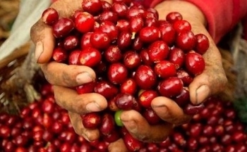Giá cà phê Arabica quay đầu giảm sau 6 phiên liên tiếp