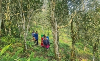 Lào Cai: Tạo dựng sinh kế bền vững cho bà con nhờ cây chè