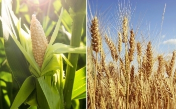 Chứng khoán Mỹ đảo chiều tăng, hầu hết giá của các mặt hàng nông sản suy yếu