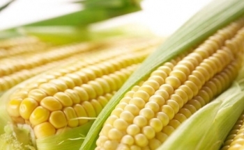 Sắc xanh bao phủ thị trường nông sản, giá dầu thô khởi sắc trong phiên sáng